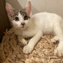 1匹だけ生き残った子猫。元気な男の子です。