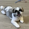 頭と性格の良いペキニーズ！
