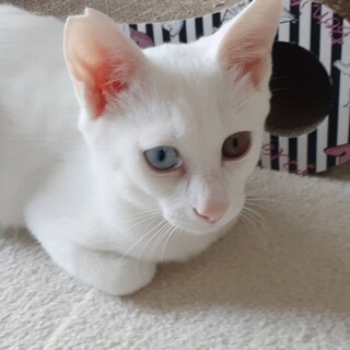 なれなれの美猫！オッドアイの　はくちゃん