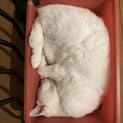 好奇心旺盛 お転婆娘の『おもちちゃん』