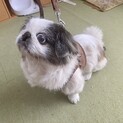 のんびり人懐っこい女の子です