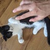 大人しくてイケメン２ヶ月オス仔猫♥ハチワレ黒 サムネイル5