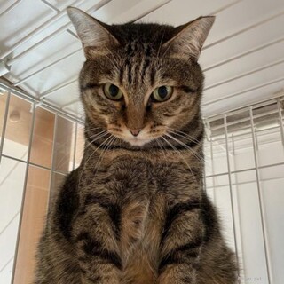 少し怖がりなチビ