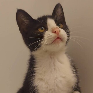 人間大好き甘えん坊♡生後3ヶ月の女の子