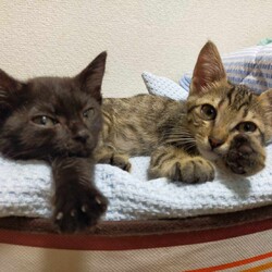 in春日井市☆続々・何と子猫が60匹～子猫の大祭！☆2023年8月26日（土）～ ちーむ にゃいんず