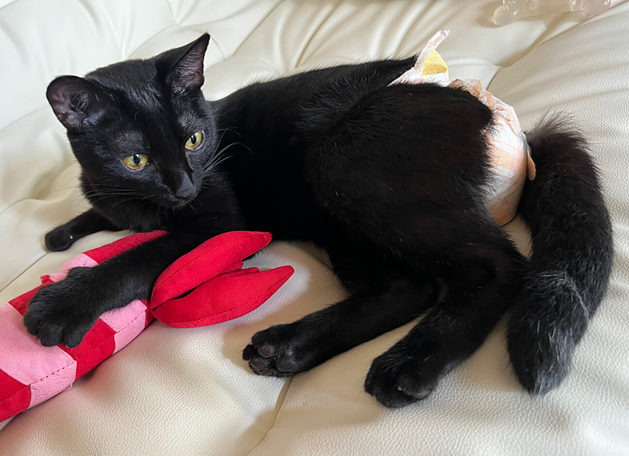 圧迫排尿が必要な黒猫・女の子」香川県 - 猫の里親募集(467045