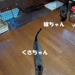 「里親様募集中の保護猫達への不安」サムネイル2