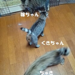 「里親様募集中の保護猫達への不安」サムネイル3