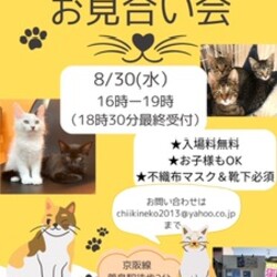 出張こねこ譲渡会@保護猫カフェ　けやき