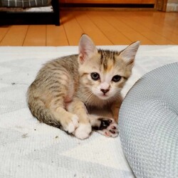 in瀬戸市☆続々・何と子猫が60匹～子猫の大祭！☆2023年8月27日（日）～ ちーむ にゃいんず