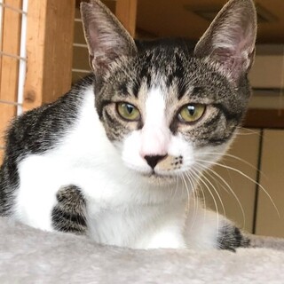 ちょっとビビリなキジシロ　すめし君