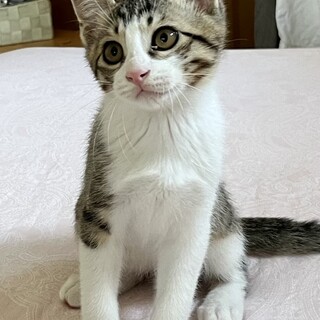 ピンクのお鼻の甘えん坊　美少年びびちゃん