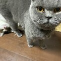 ブリティッシュショートヘア