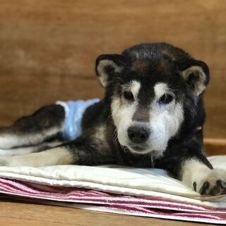 とっても温厚な黒柴の一之介じいちゃんです