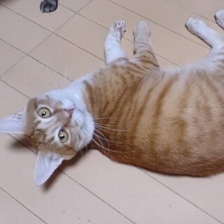 FIP投薬中のエイズキャリア猫の急募！