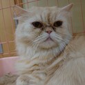 エキゾチックロングヘア女のコ里親募集