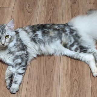 シルバーパッチドタビー&ホワイトの女の子