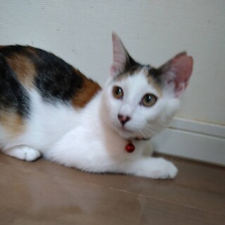 とても綺麗な三毛の　さくらちゃんです