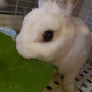 ★里親決定★保護うさぎ　う～たん♀