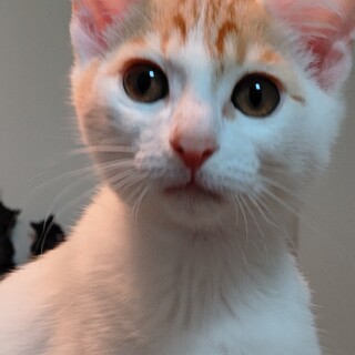 パステル茶白の綺麗なルイくん　なれなれ！