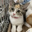 ミケ女好きにはたまらない！美猫はなちゃん