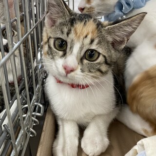ミケ女好きにはたまらない！美猫はなちゃん