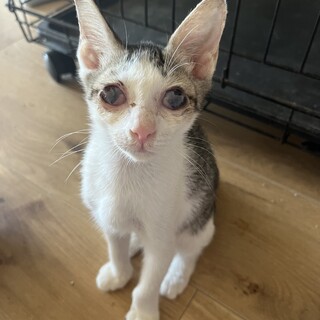 目が不自由なボクは家族が出来ませんか。