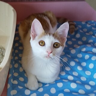 人馴れ抜群☆茶白の女の子