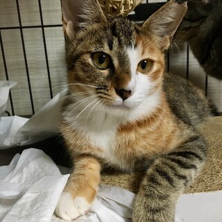 【9/24⭐️堺東にて譲渡会】参加猫琥珀ちゃん