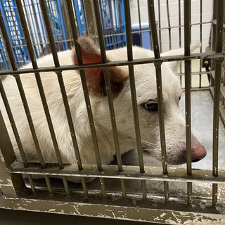 殺処分対象！23日水曜日までです！