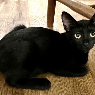 【9/24⭐️堺東にて譲渡会】参加猫モイくん