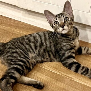 【9/24⭐️堺東にて譲渡会】参加猫リキくん
