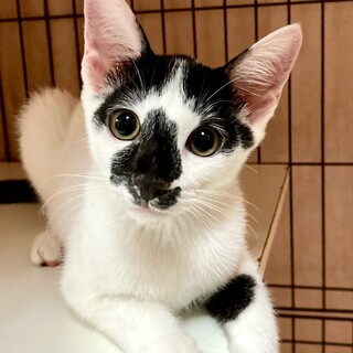 【9/24⭐️堺東にて譲渡会】参加猫コアラくん