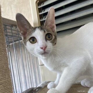 おっとりな ききょうくん