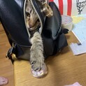 ありがとうございました