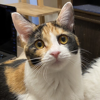 少し恥ずかしがり屋なミケの女の子・コマリちゃん3歳