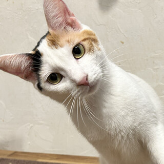 おっとりした白三毛の女の子＊コマルちゃん3歳
