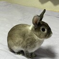 ミニウサギ1才里親募集(ゲージ、飼育用品、エサ付)
