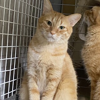 少しずつ心を開いて来たトラにずっとのおうちを！