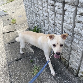 ミックス犬　推定半年齢　明るい男の子