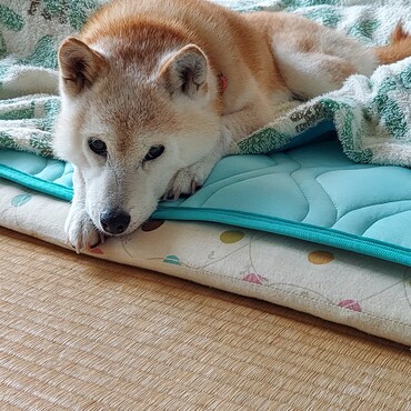こんなに暑いのにΣ(*ﾟДﾟ*)何故？乾燥機かけてる布団に？？？