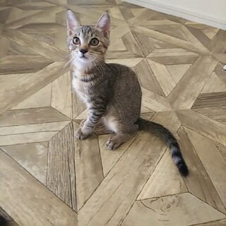 屋久島生まれ♡キジトラのラテ君