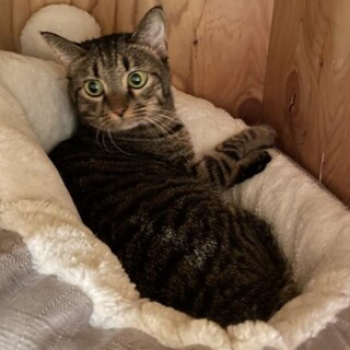 キジトラのビボー