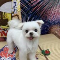 ちょこちょこ後追い☆ジュニア君5歳