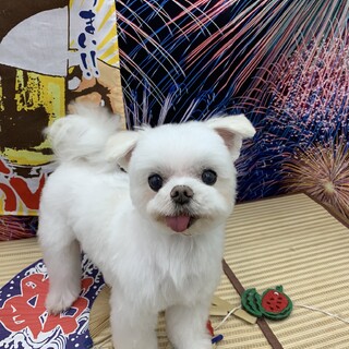 ちょこちょこ後追い☆ジュニア君5歳