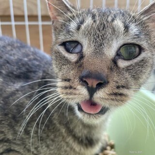 甘えん坊なみつご！