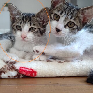 ハナ♪生後3か月、兄弟子猫、ペア譲渡希望です。