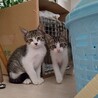 ハナ♪生後3か月、兄弟子猫、ペア譲渡希望です。 サムネイル6