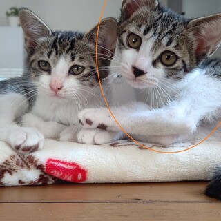 ミミ♪生後3か月、兄弟子猫、ペア譲渡希望です。