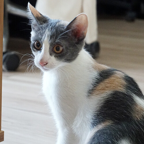 人馴れ抜群！パステル三毛」東京都 - 猫の里親募集(467117) 7枚目の